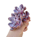 SALE! Echeveria Cupid, Triple