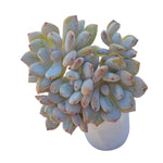 SALE! Graptoveria Snowberry