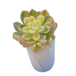 SALE! Echeveria Shangri-La (Stretched)