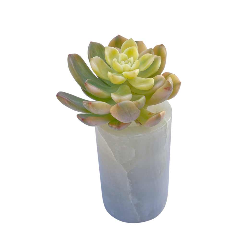 SALE! Echeveria Shangri-La (Stretched)