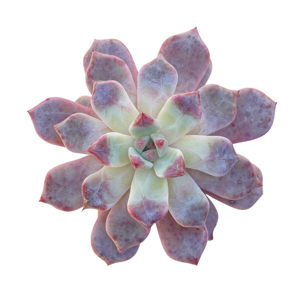 SALE! Echeveria Devolution