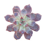 SALE! Echeveria Devolution