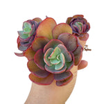 SALE! Echeveria Suyon, Triple