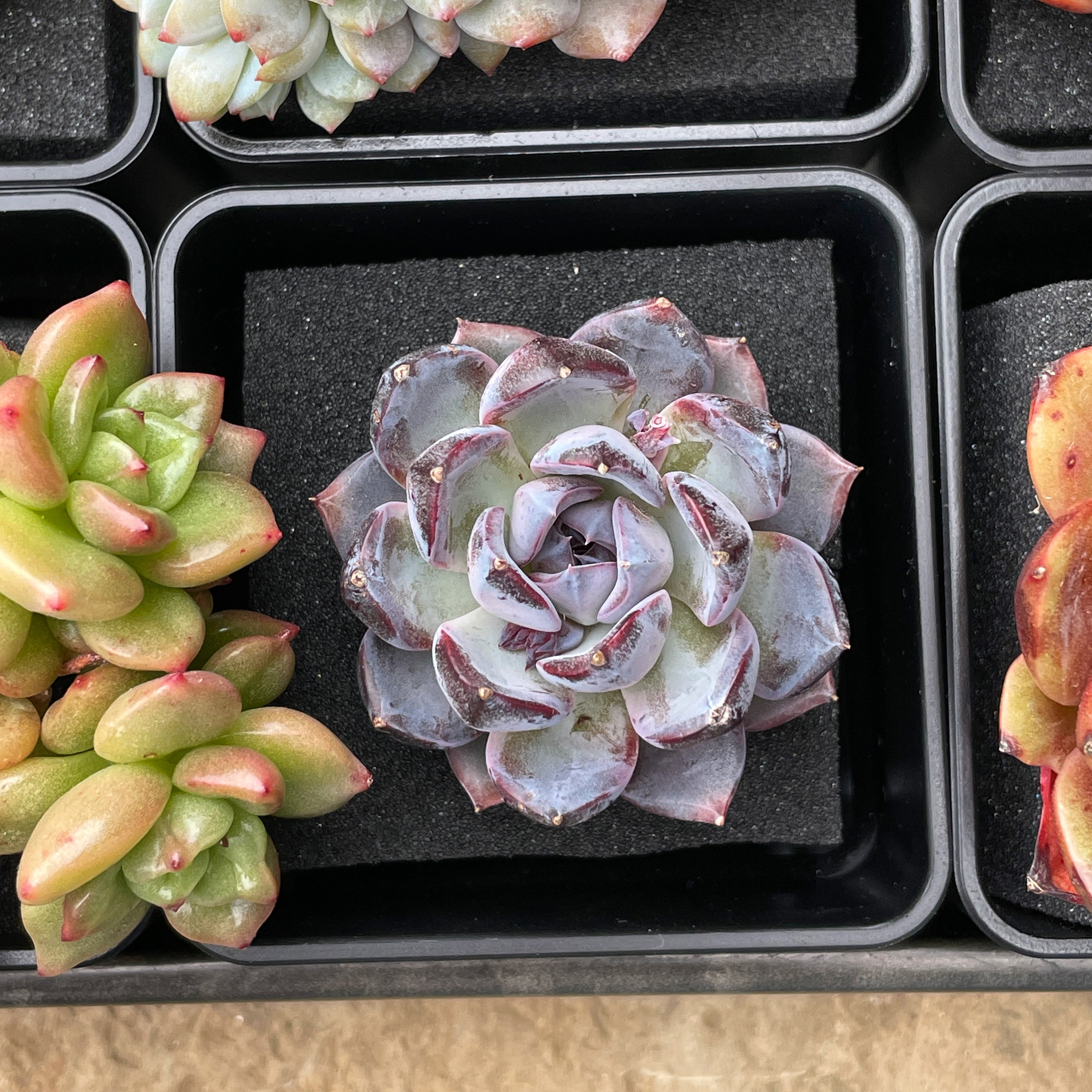Echeveria Black Raccoon – Cedar Creek Farmhouse