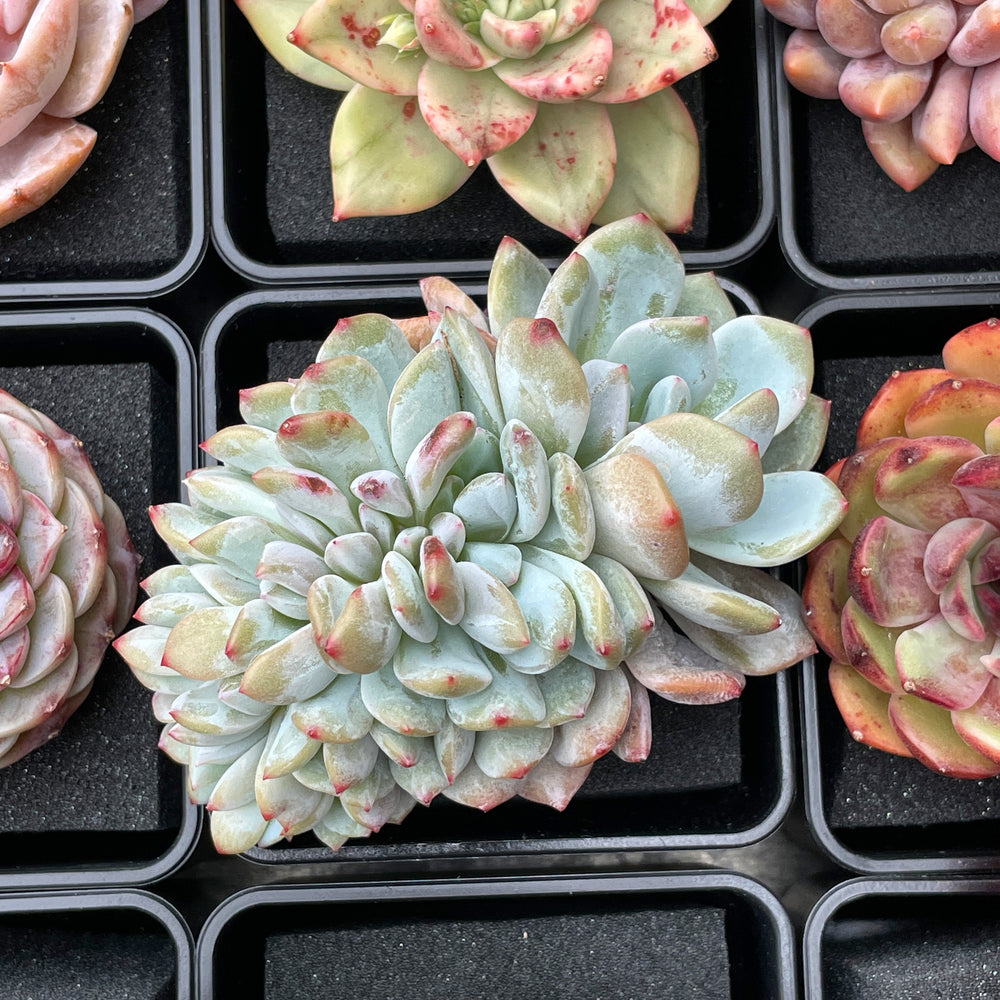 Echeveria Lindsayana Monroe