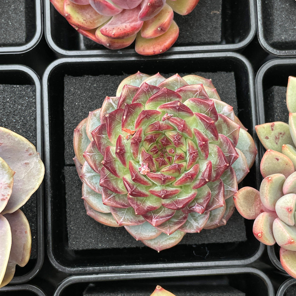 secret succulents Echeveria Secret Love – Cedar Creek Farmhouse