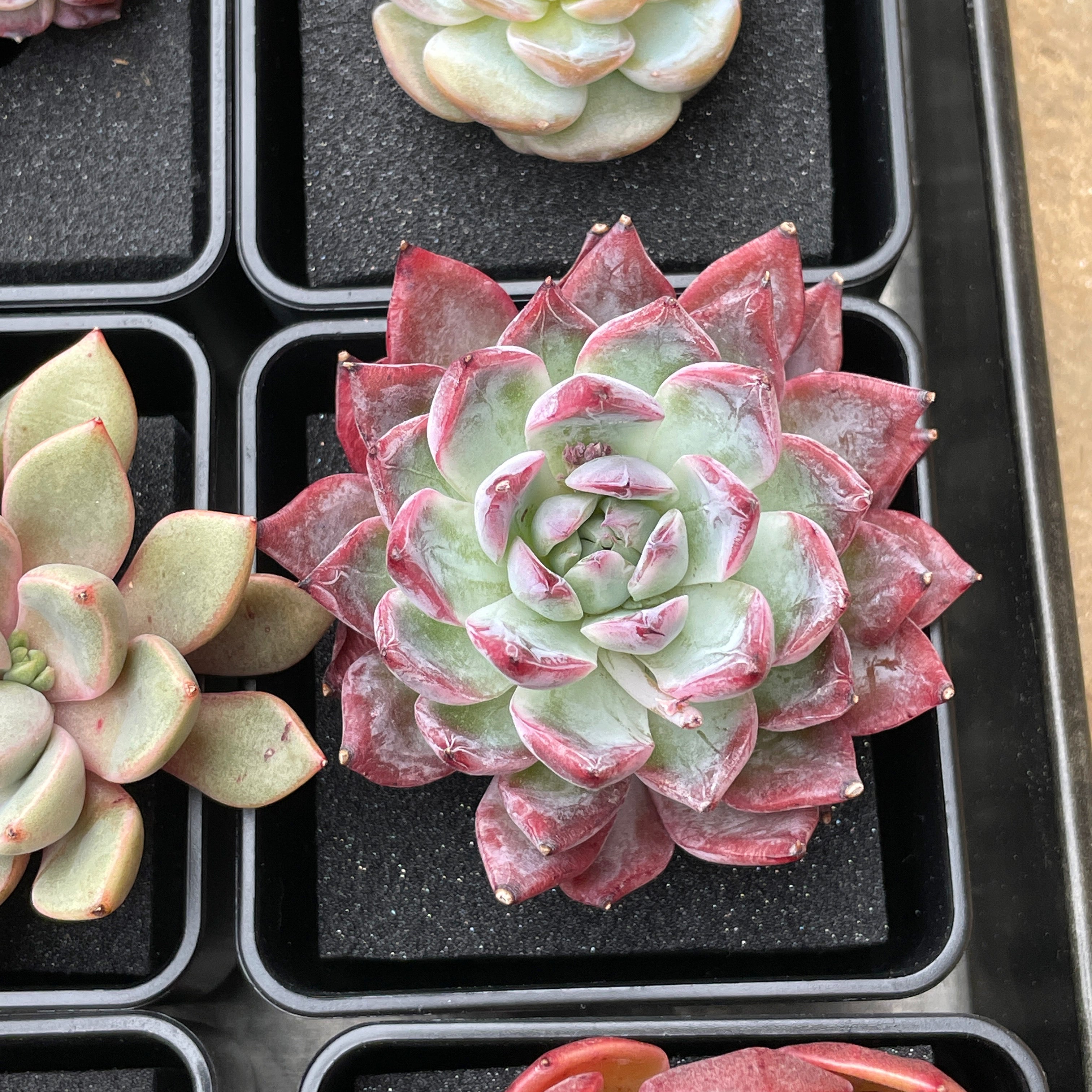 black swan succulent Echeveria Black Swan – Cedar Creek Farmhouse