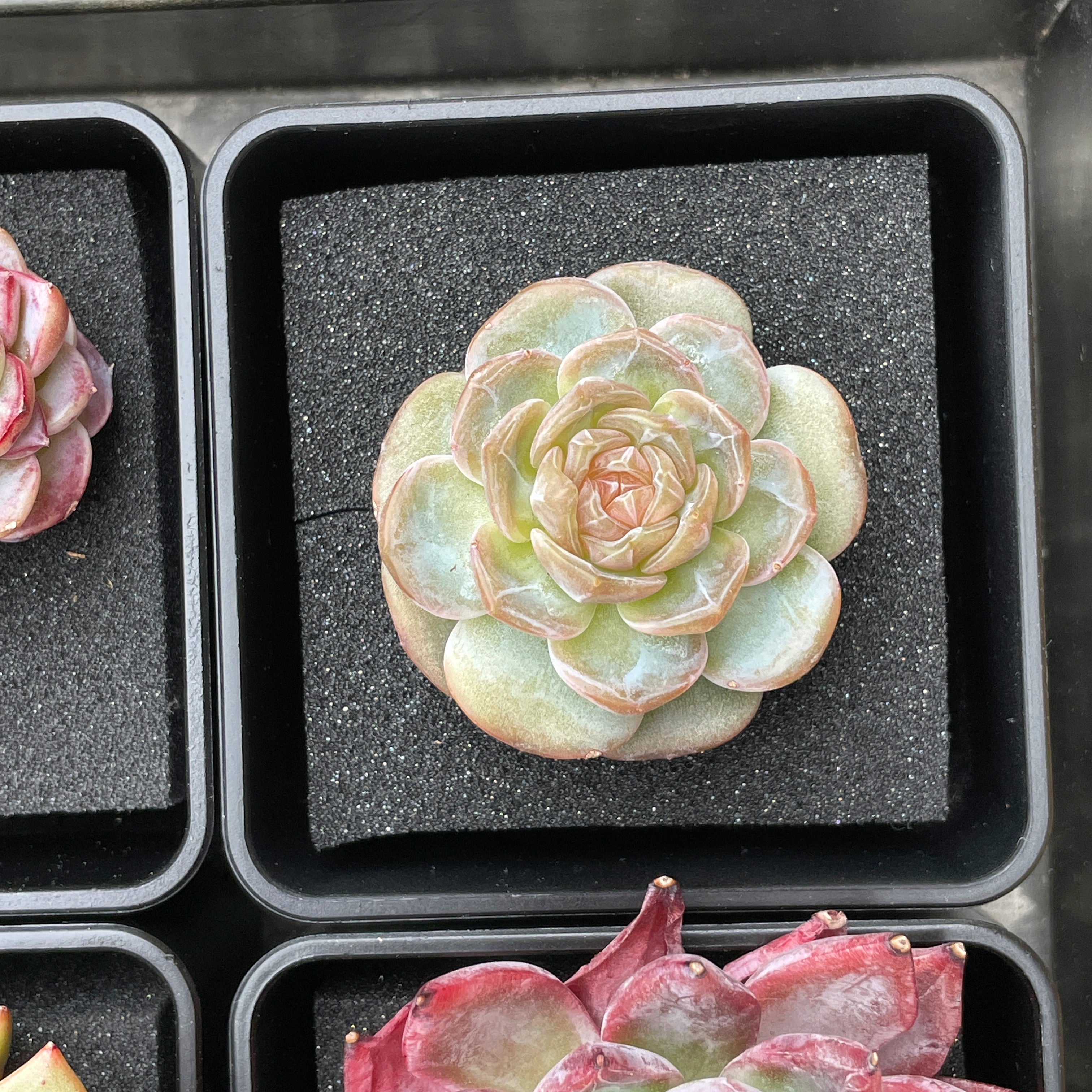 Echeveria Black Raccoon – Cedar Creek Farmhouse
