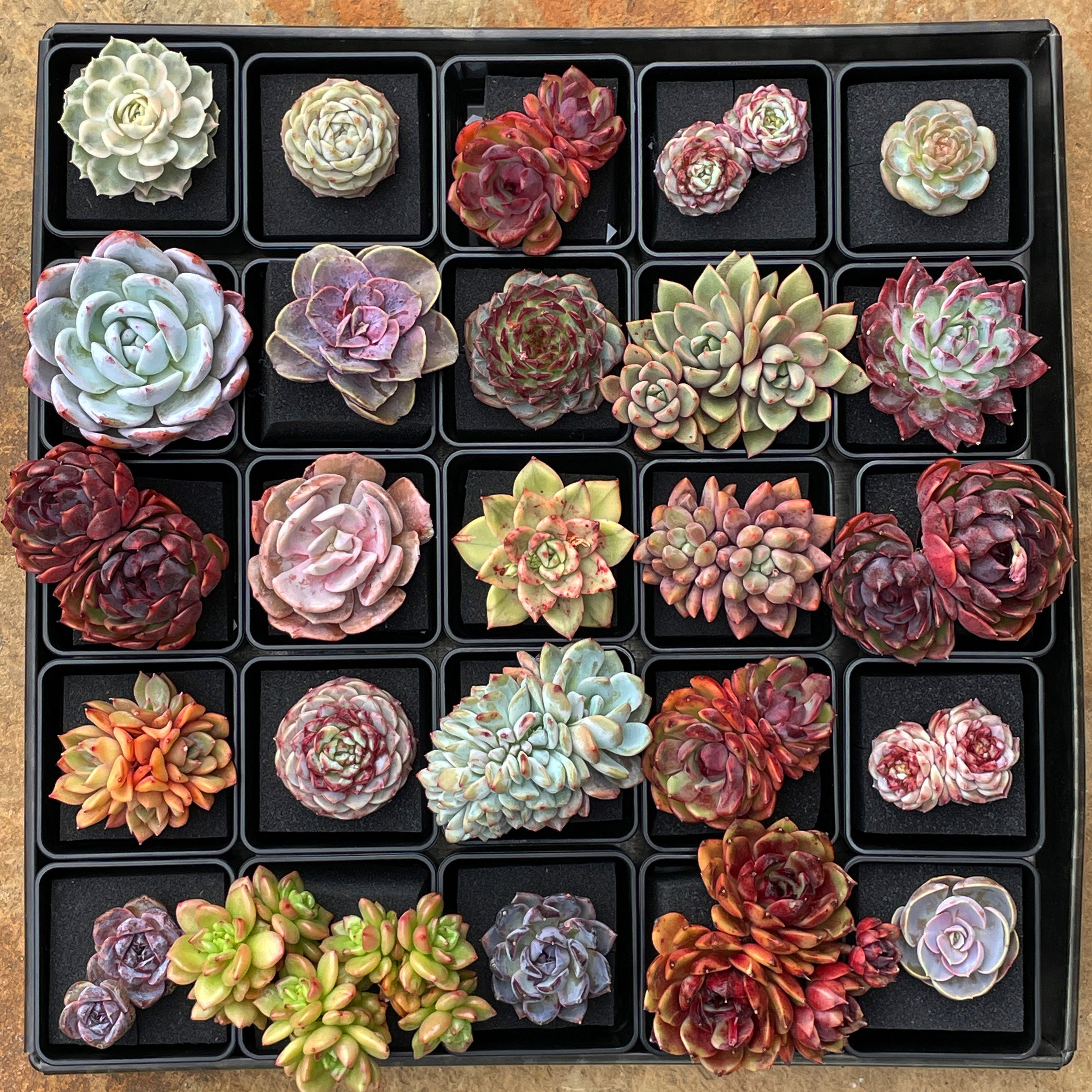 pure succulents Echeveria Pure Love – Cedar Creek Farmhouse