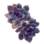 2025 CCF Succulent Subscription