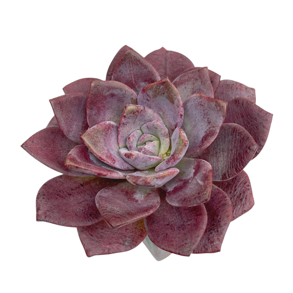 NEW! Echeveria Purple Salon
