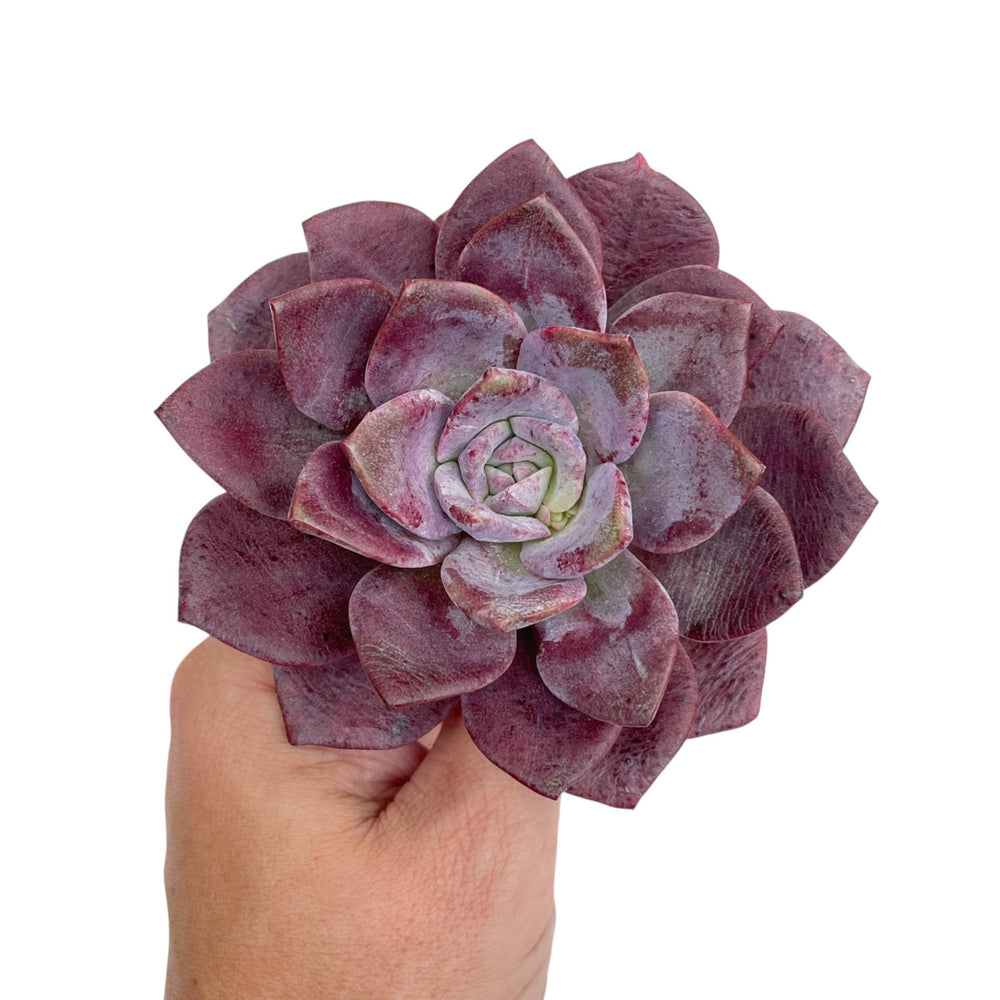 NEW! Echeveria Purple Salon