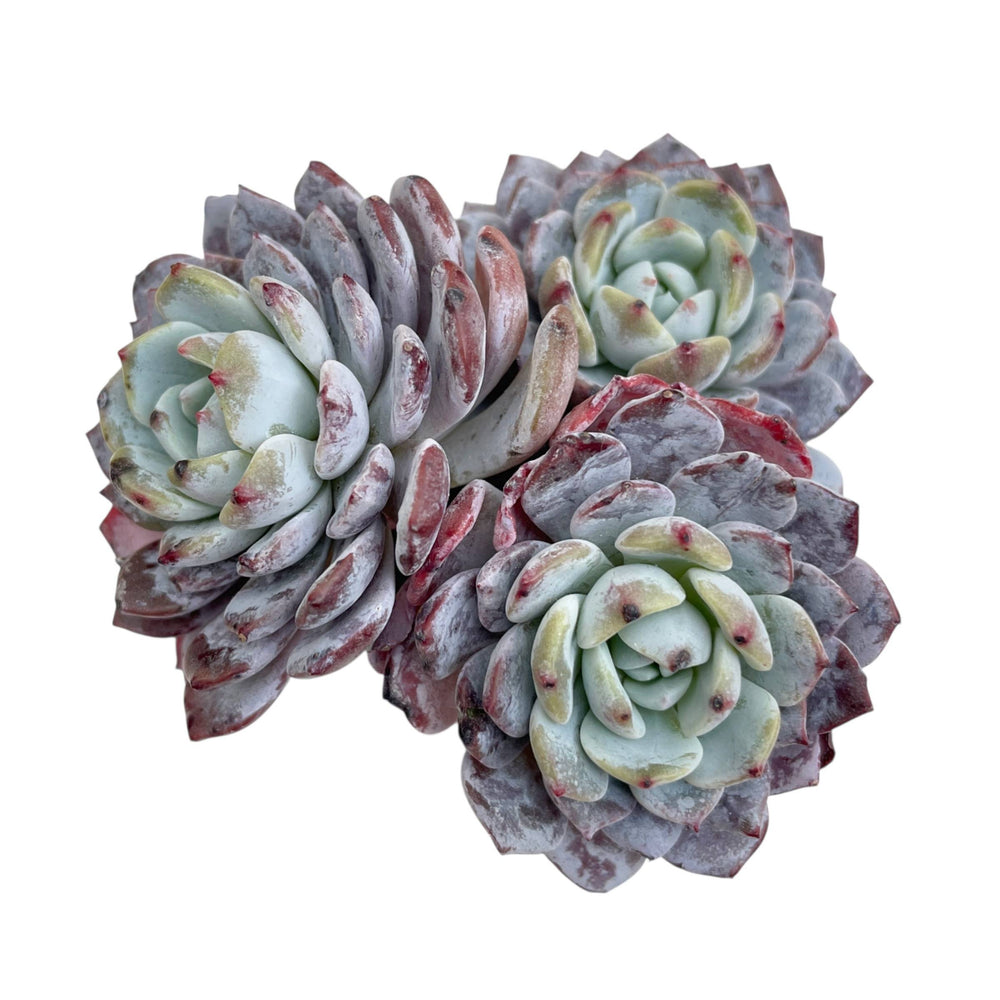 Echeveria Raffine