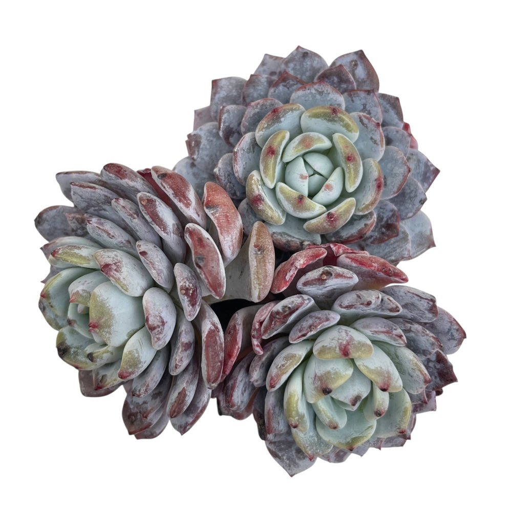 Echeveria Raffine