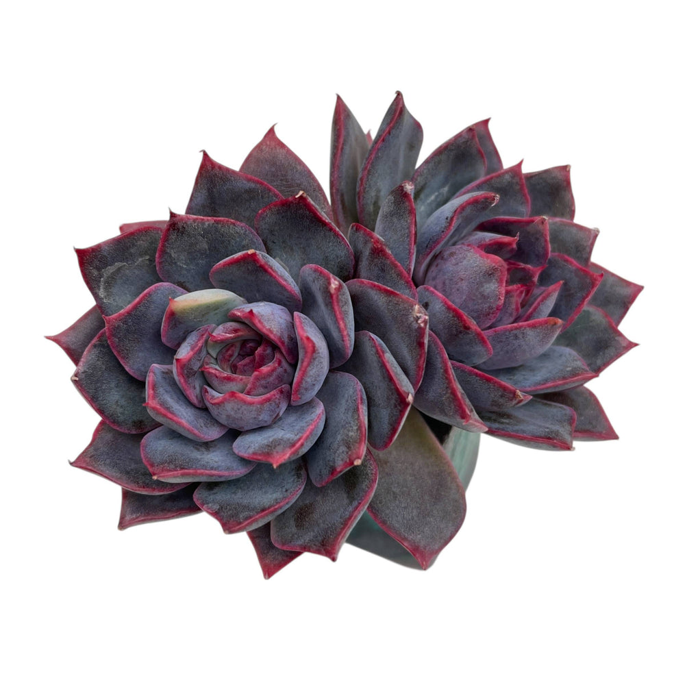 Echeveria Dior, Lightly Variegated Double