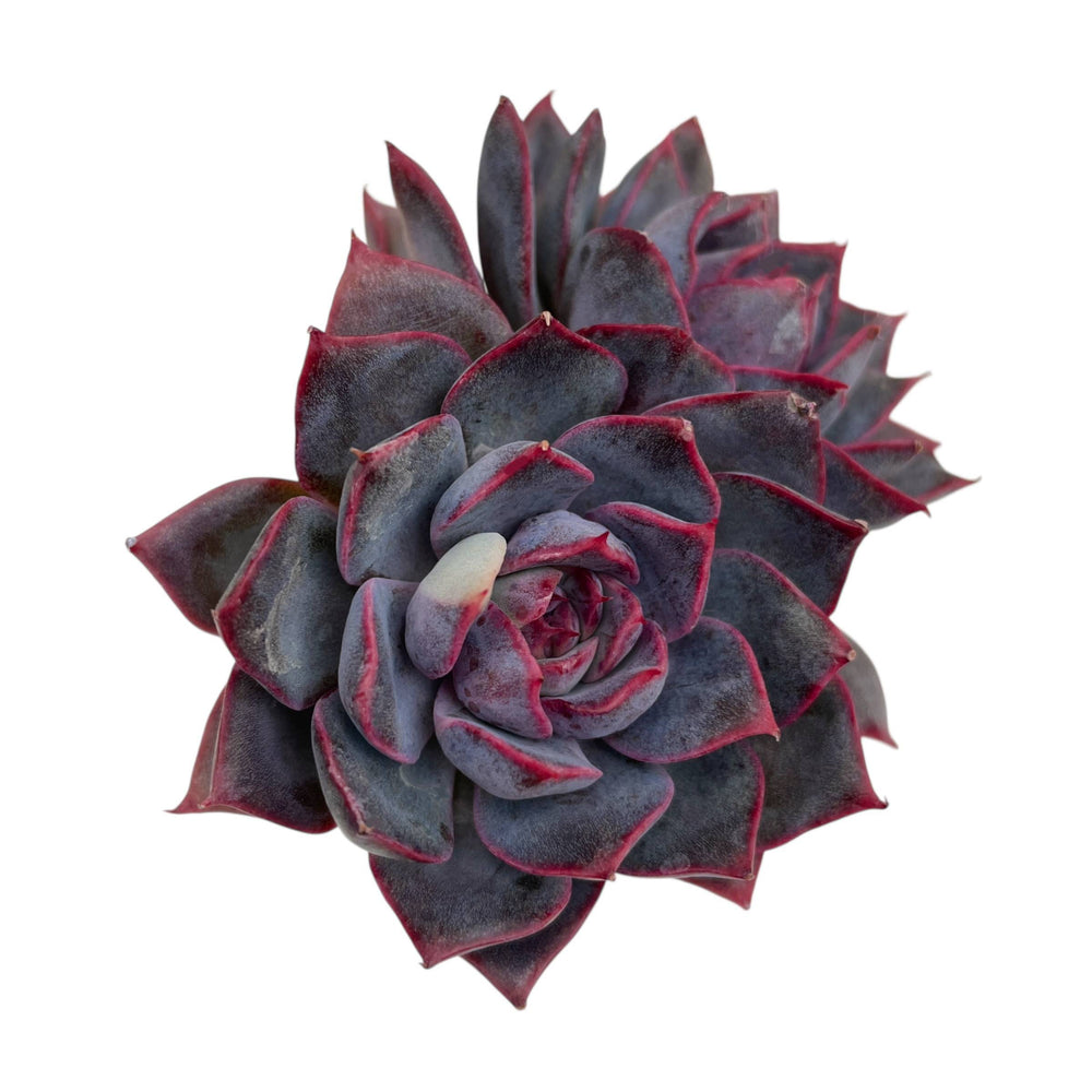 Echeveria Dior, Lightly Variegated Double