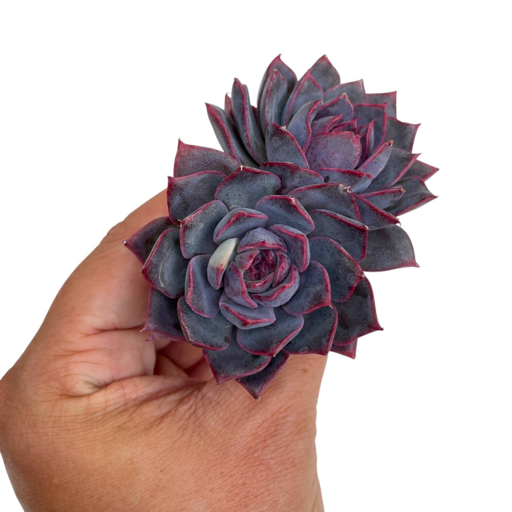 Echeveria Dior, Lightly Variegated Double