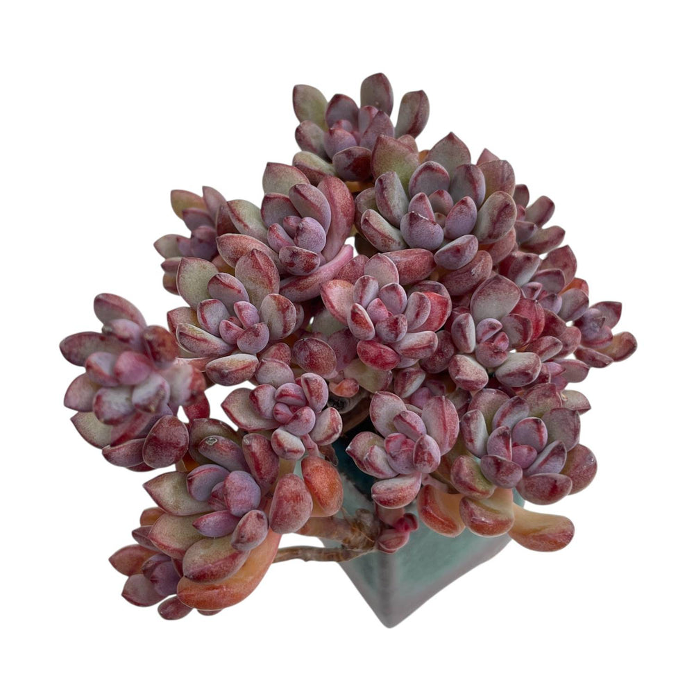 Graptoveria Purple Dream Cluster