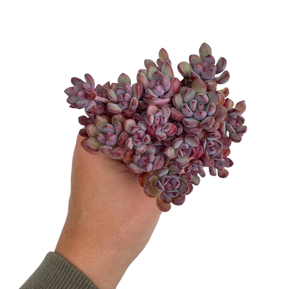 Graptoveria Purple Dream Cluster