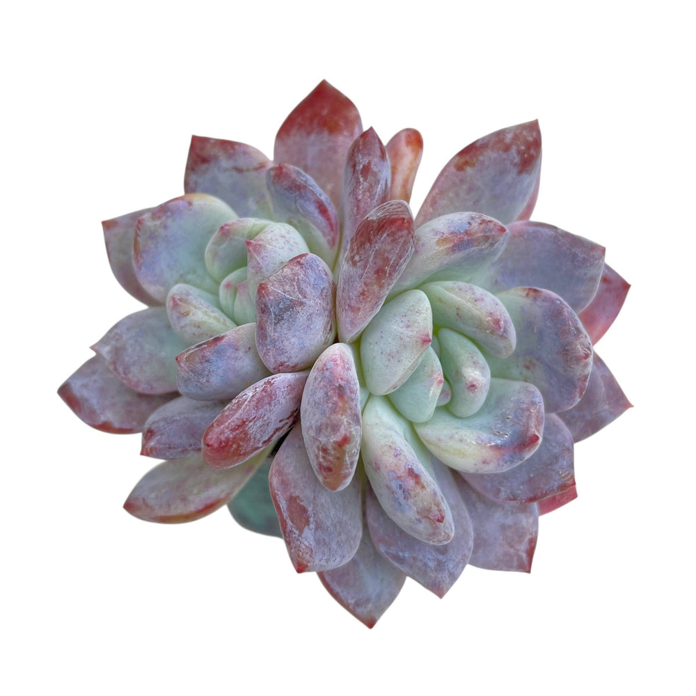 Echeveria Orange Monroe Hybrid