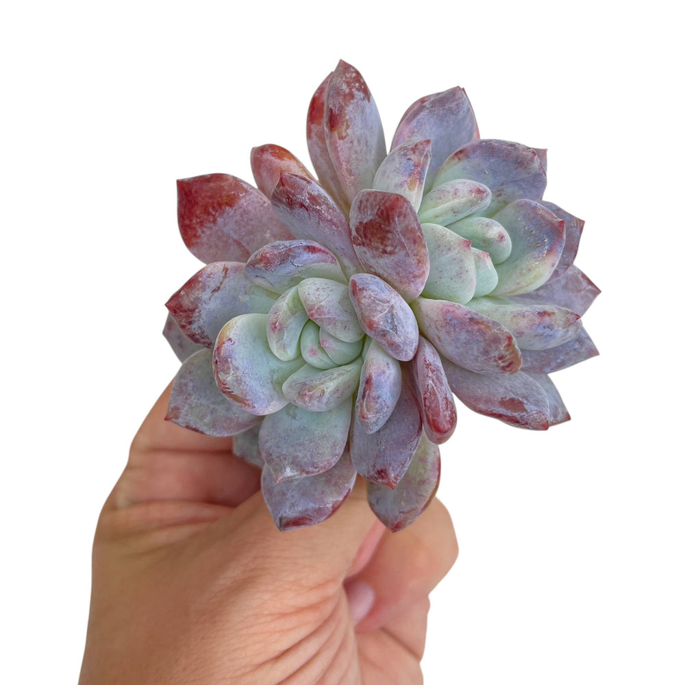 Echeveria Orange Monroe Hybrid