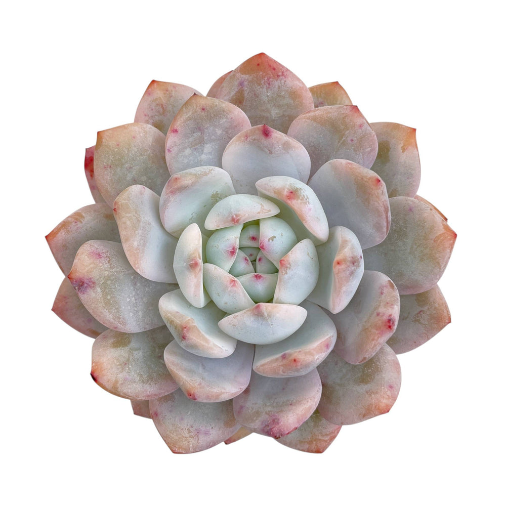 Echeveria Lindysana Orange Monroe, Very Lightly Variegated