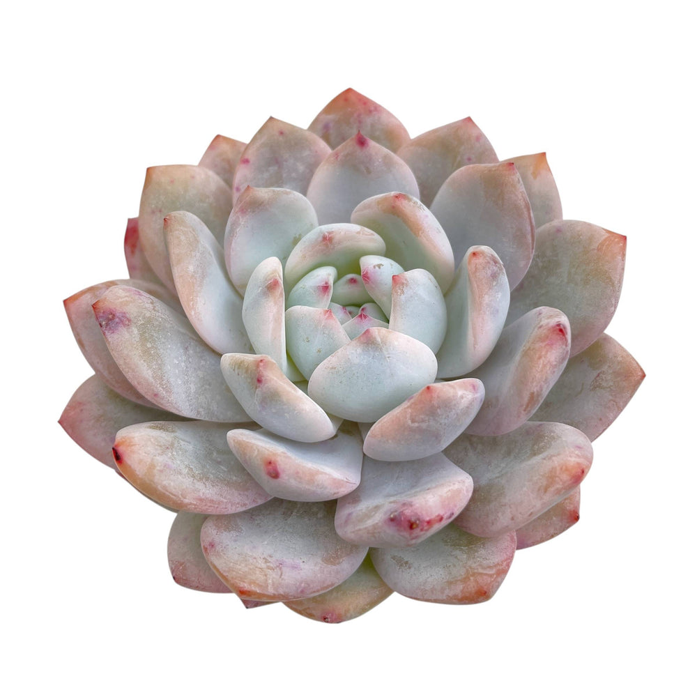 Echeveria Lindysana Orange Monroe, Very Lightly Variegated