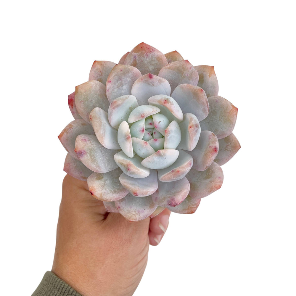 Echeveria Lindysana Orange Monroe, Very Lightly Variegated