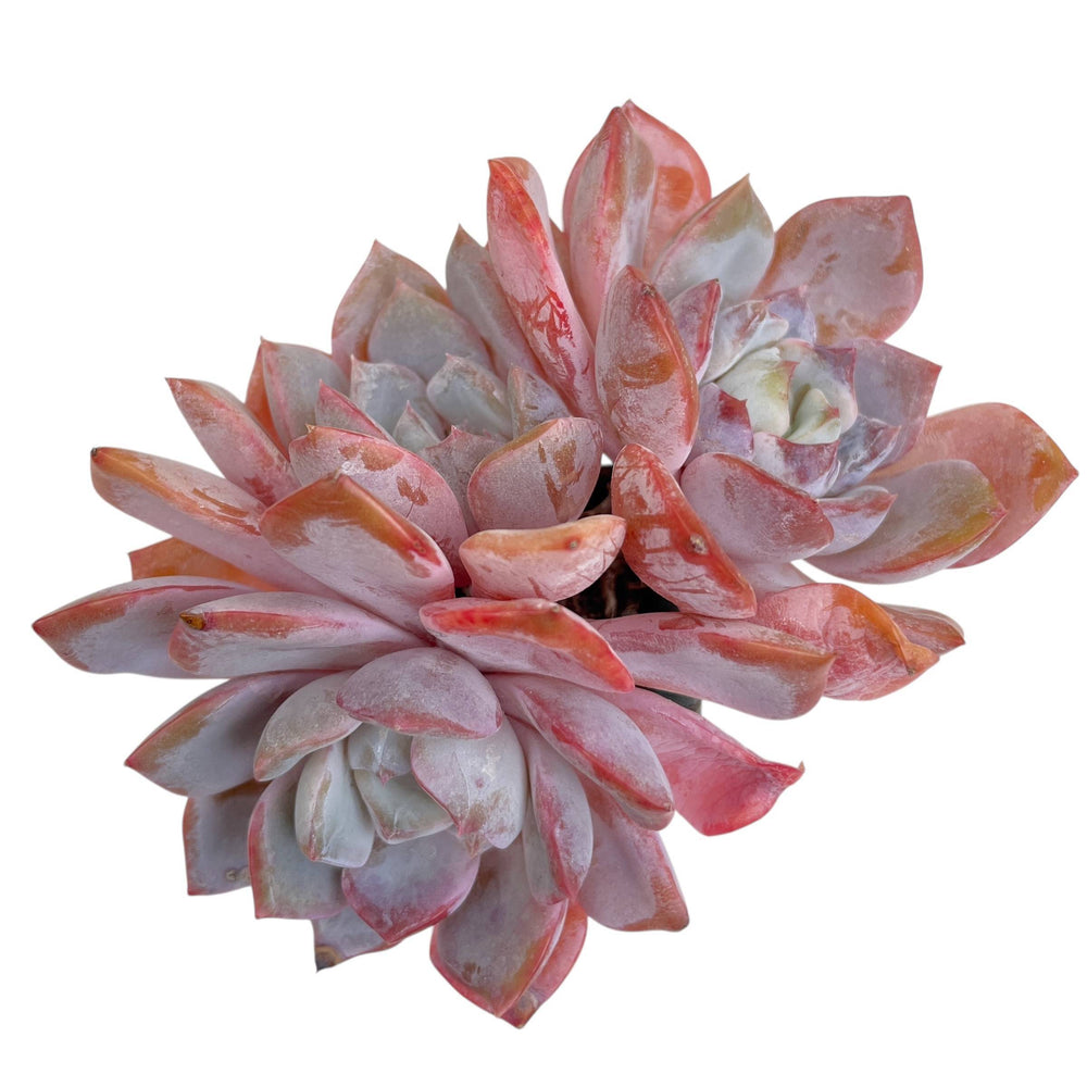 Echeveria Pink Panther, Triple