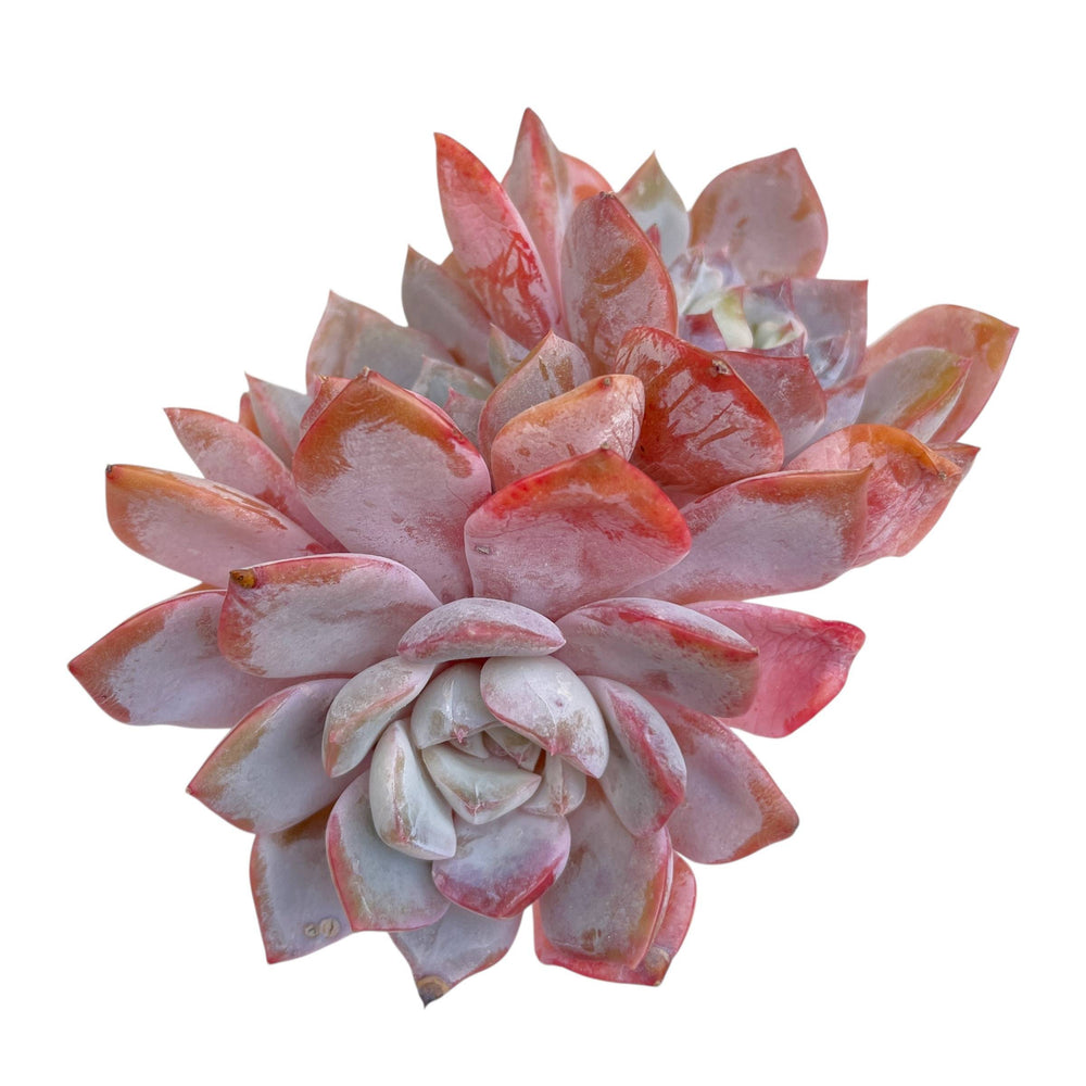 Echeveria Pink Panther, Triple