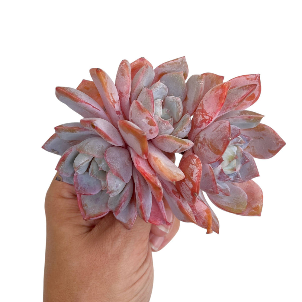 Echeveria Pink Panther, Triple