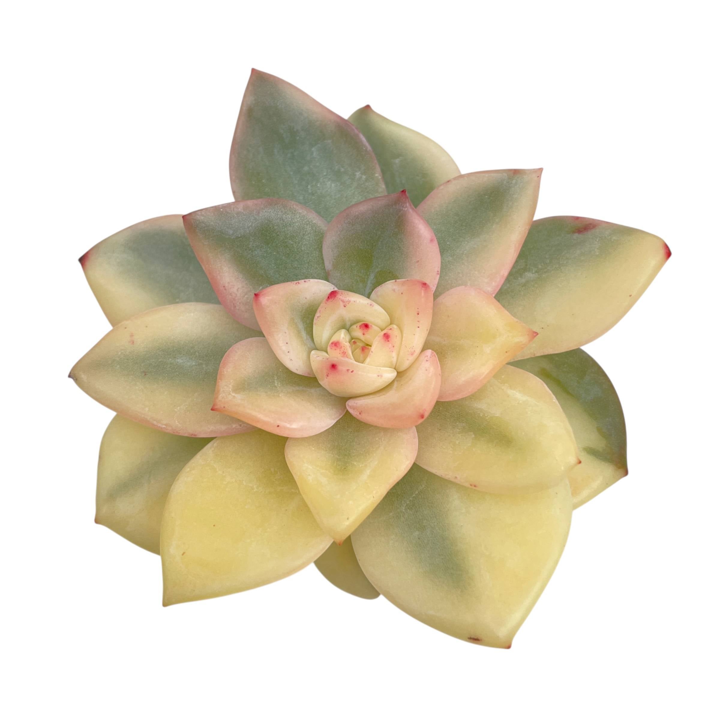 Echeveria Elizabeth, Variegata – Cedar Creek Farmhouse