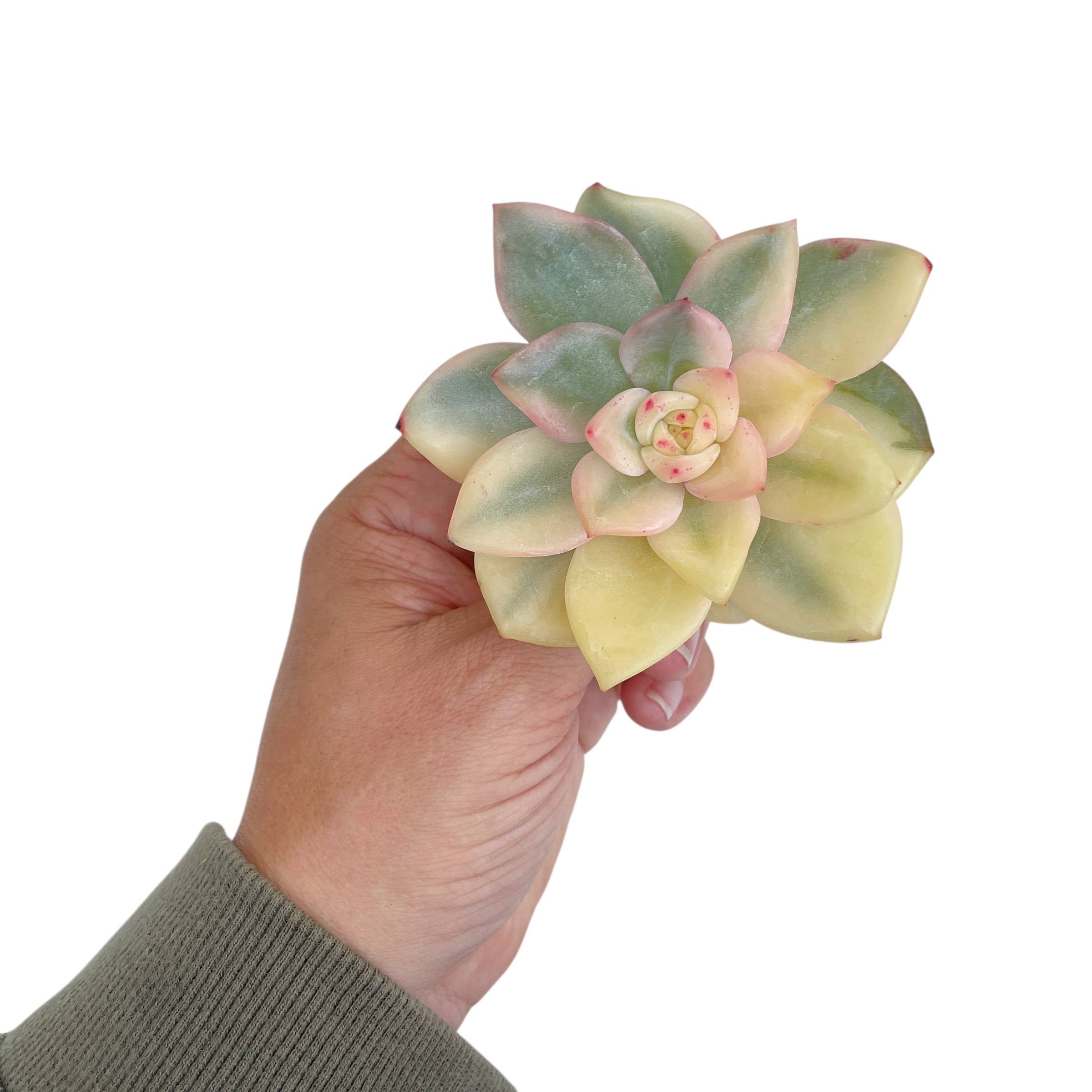 Echeveria Elizabeth, Variegata – Cedar Creek Farmhouse