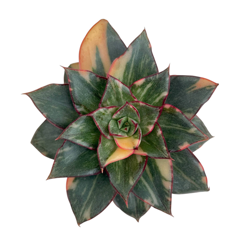 Echeveria Monocerotis, Variegata