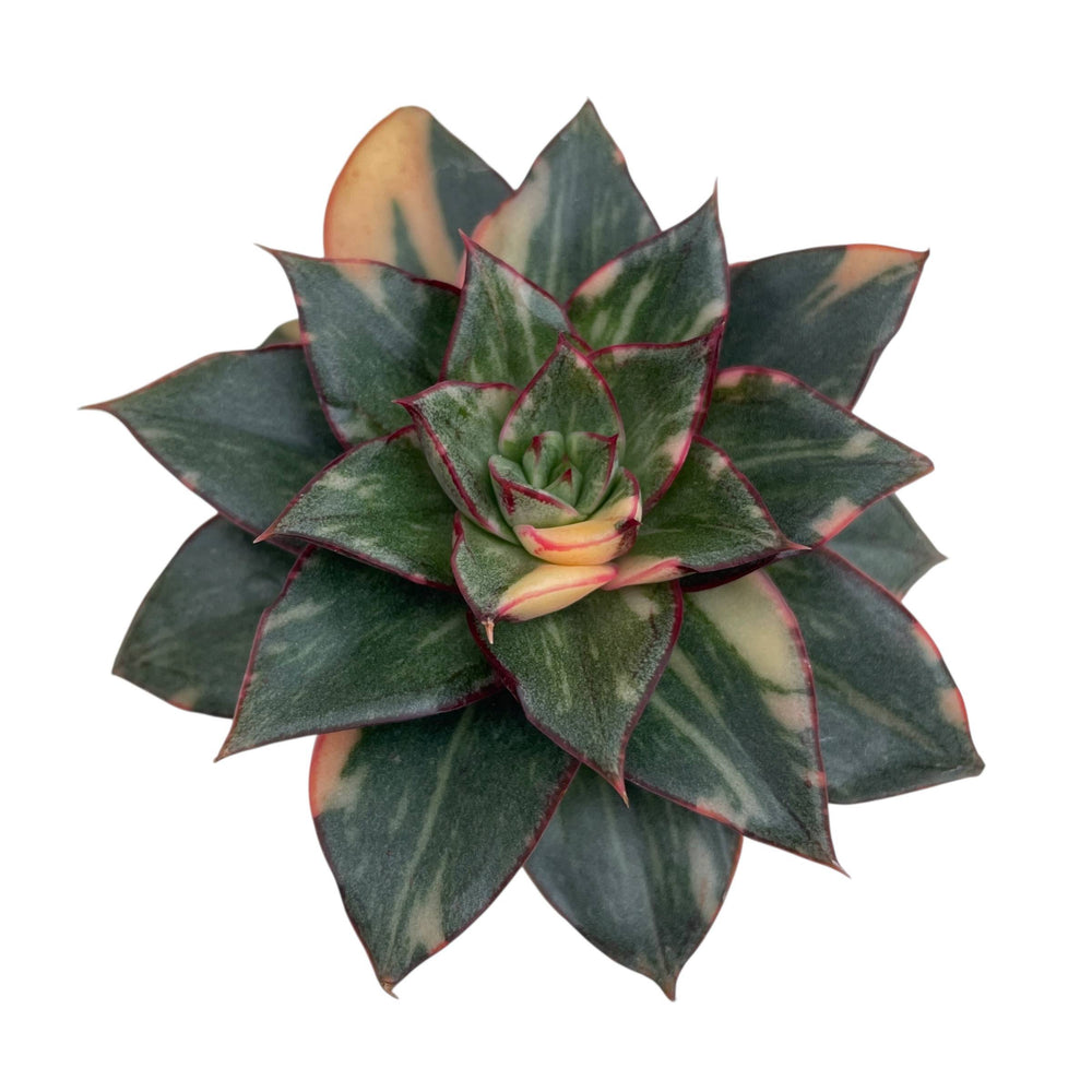 Echeveria Monocerotis, Variegata