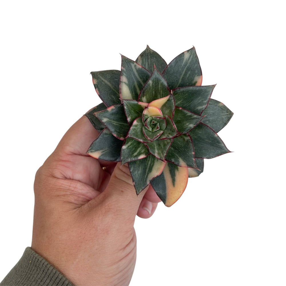 Echeveria Monocerotis, Variegata