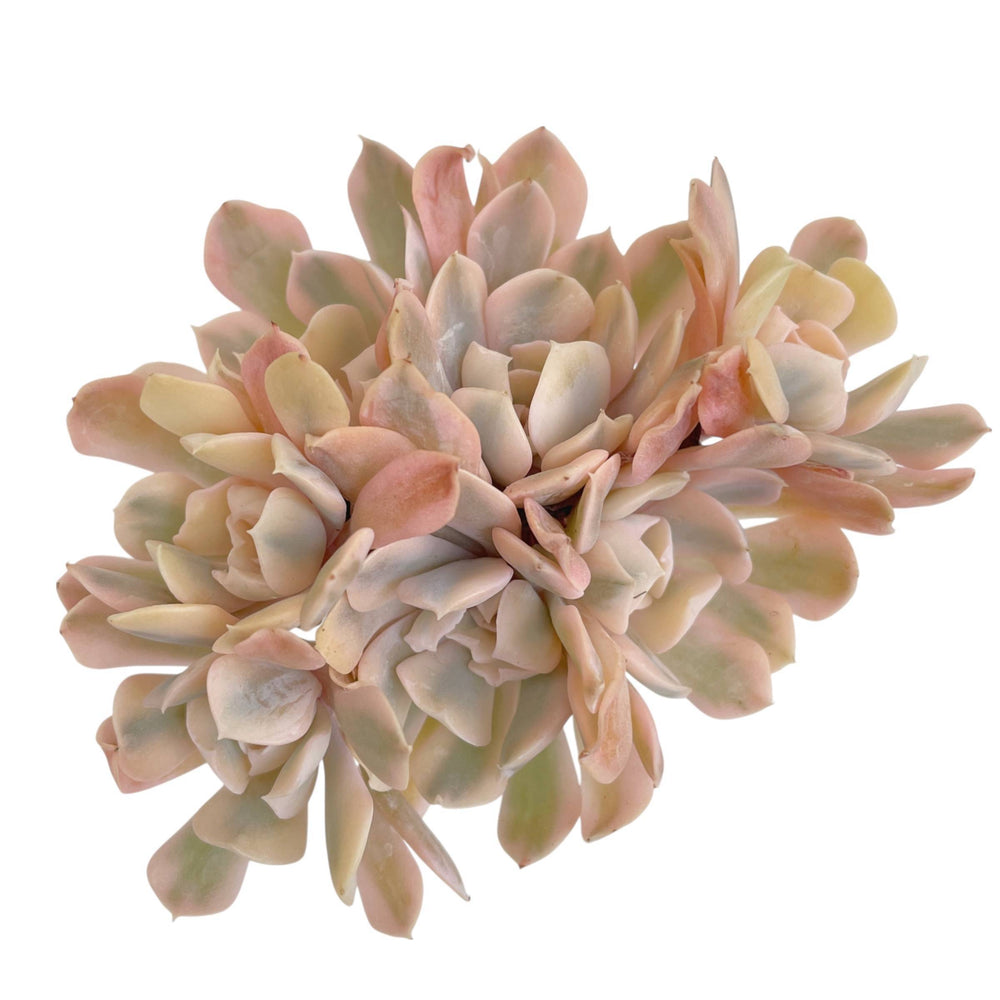 Echeveria Saffron, Variegated Cluster