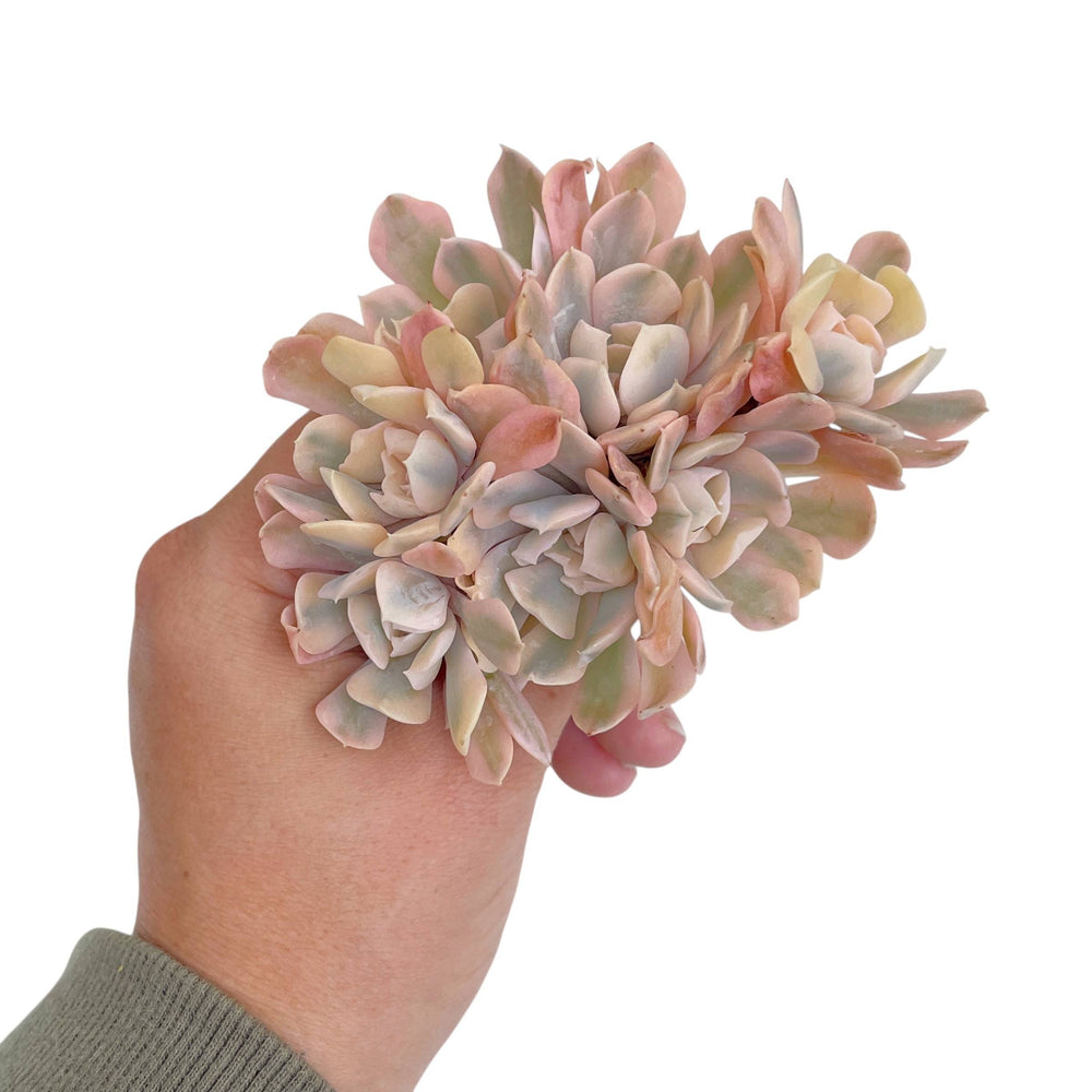 Echeveria Saffron, Variegated Cluster
