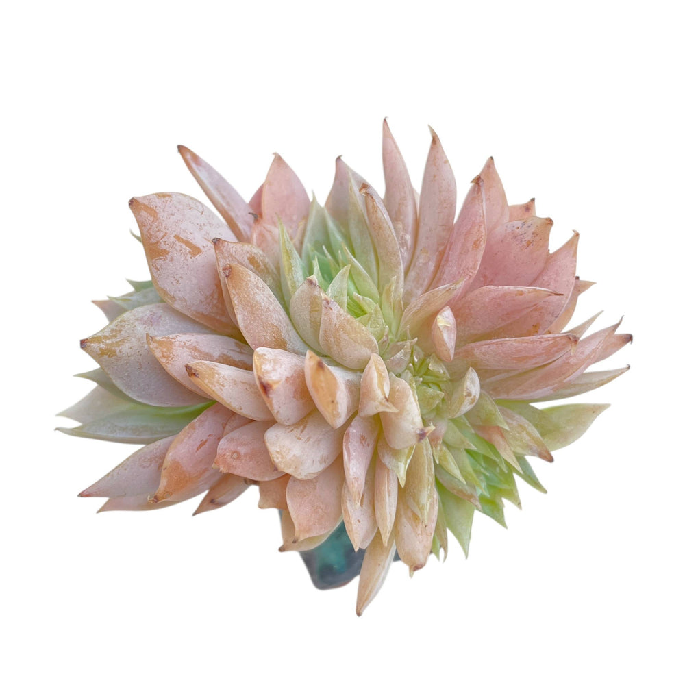 Sedum Suaveolens, Cristata