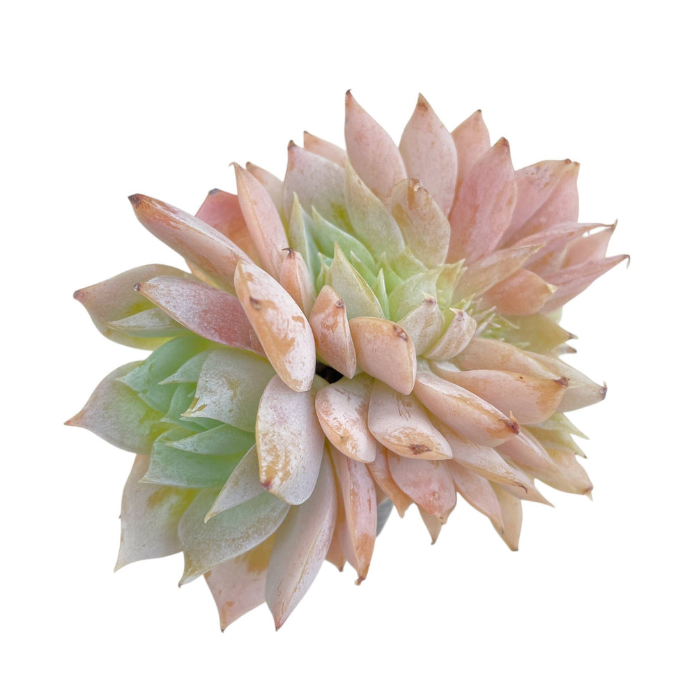 Sedum Suaveolens, Cristata