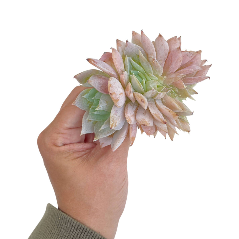 Sedum Suaveolens, Cristata