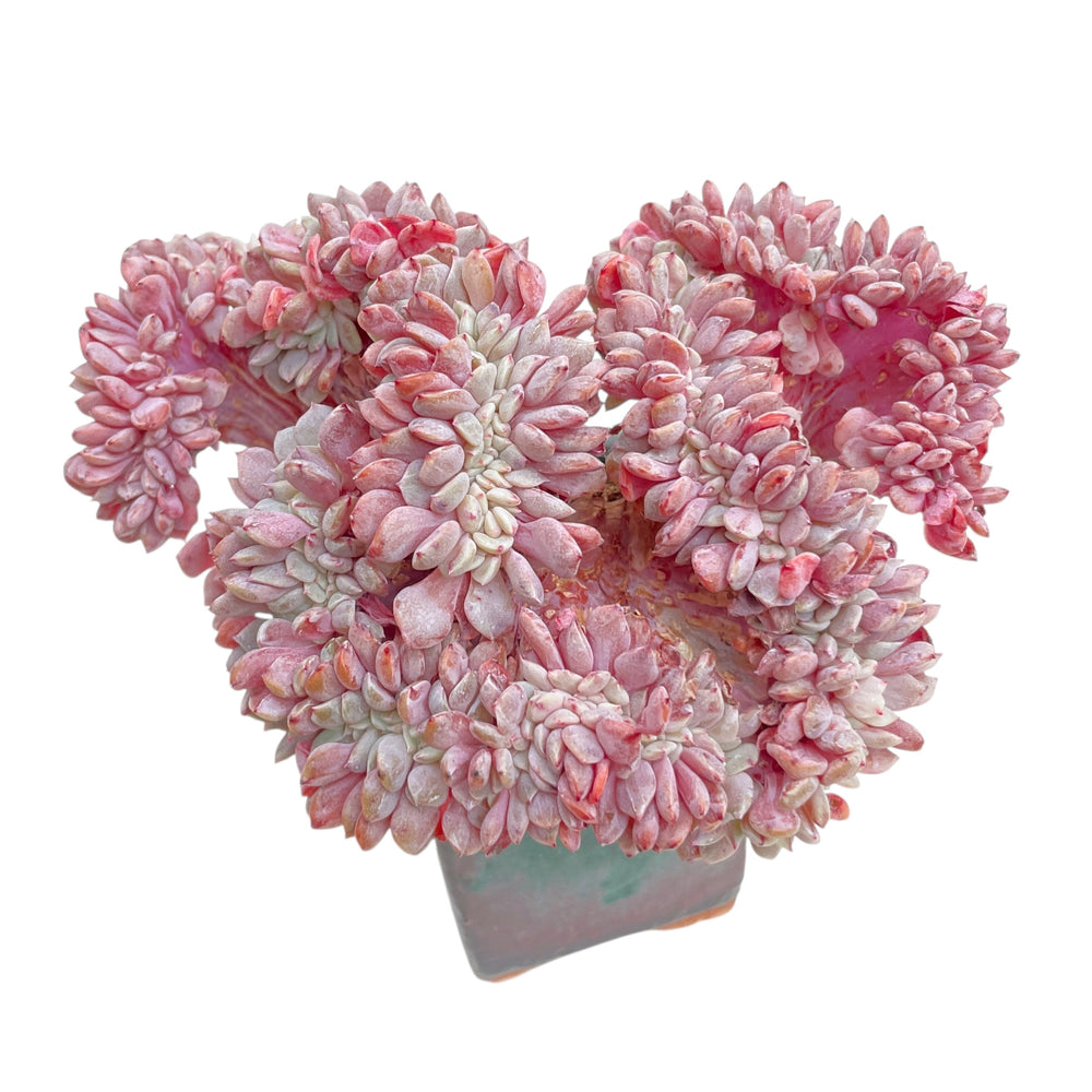 Echeveria Lapine, Cristata