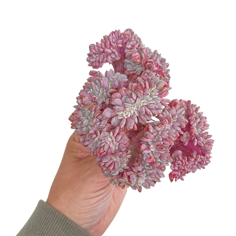 Echeveria Lapine, Cristata