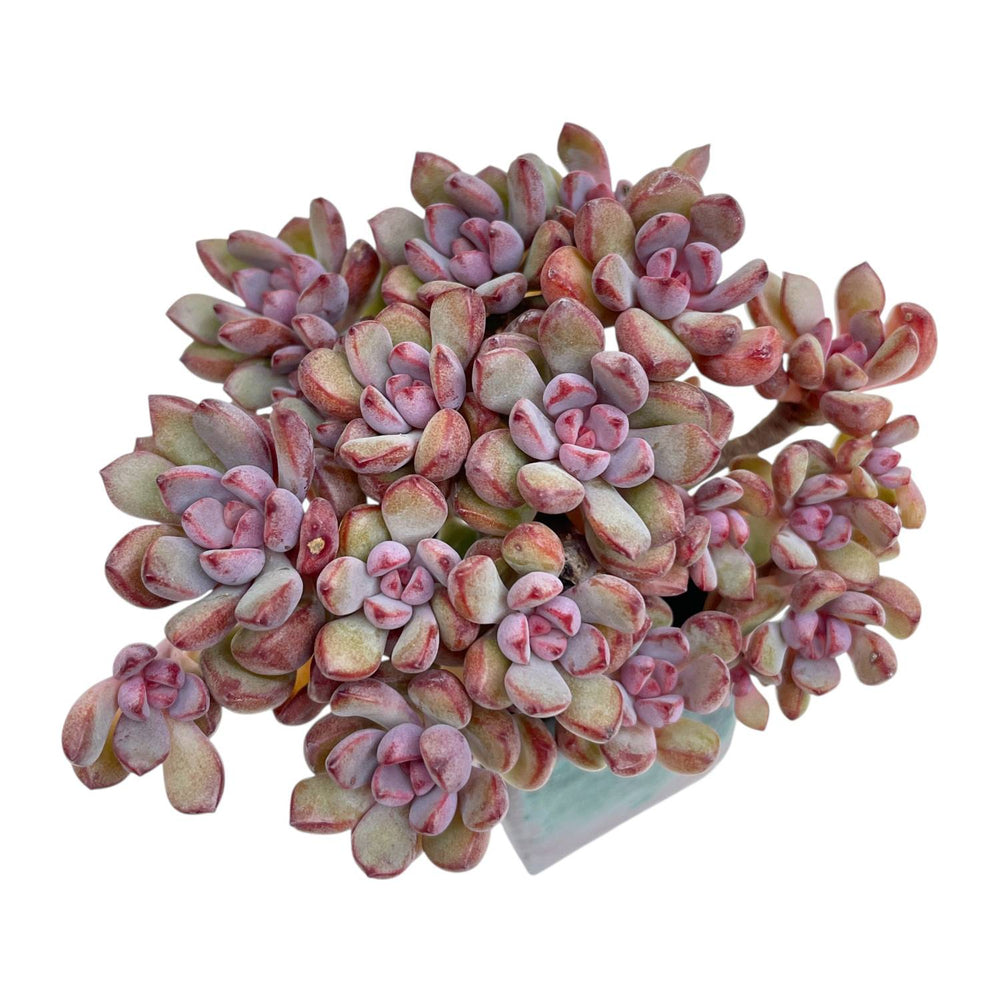 Graptoveria Purple Dream Cluster