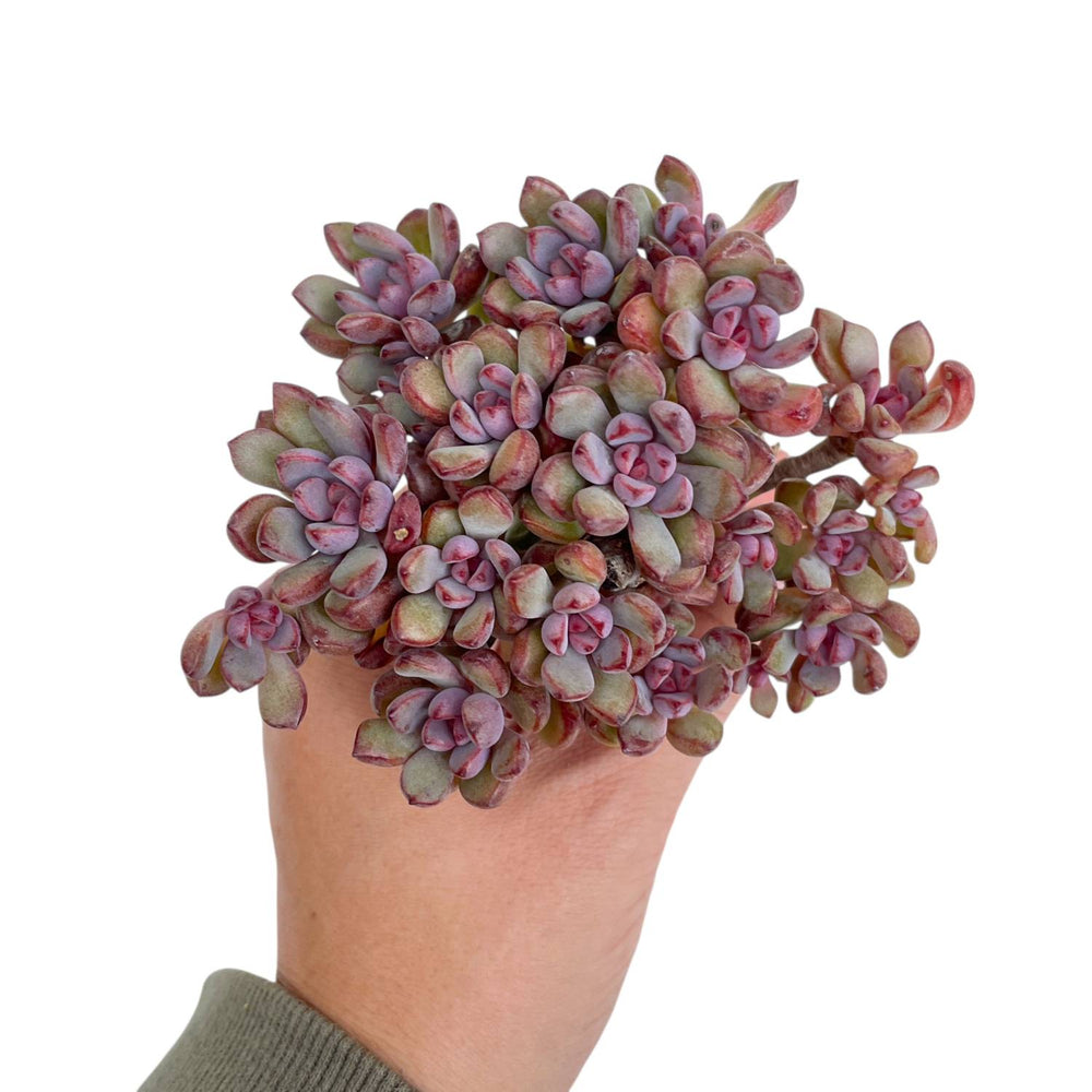 Graptoveria Purple Dream Cluster