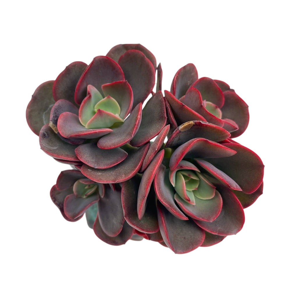 Echeveria Juliana Cluster
