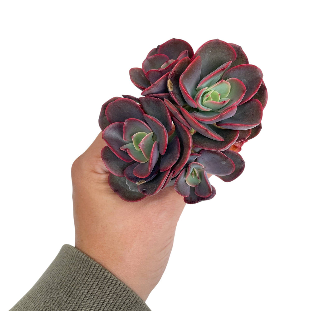 Echeveria Juliana Cluster