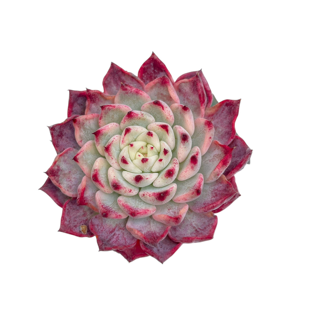 Echeveria Sarahime, Variegata