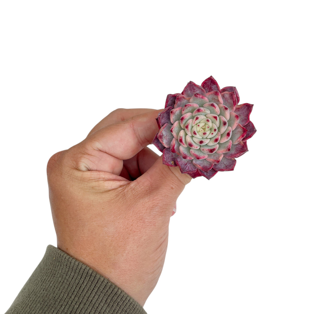 Echeveria Sarahime, Variegata