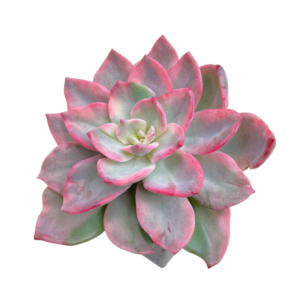 Echeveria Pink Harin Variegata